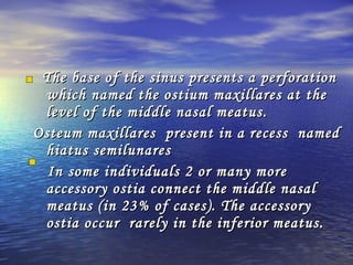 The base of the sinus presents a perforationThe base of the sinus presents a perforation
which named the ostium maxillares at thewhich named the ostium maxillares at the
level of the middle nasal meatus.level of the middle nasal meatus.
Osteum maxillares present in a recess namedOsteum maxillares present in a recess named
hiatus semilunareshiatus semilunares
In some individuals 2 or many moreIn some individuals 2 or many more
accessory ostia connect the middle nasalaccessory ostia connect the middle nasal
meatus (in 23% of cases). The accessorymeatus (in 23% of cases). The accessory
ostia occur rarely in the inferior meatus.ostia occur rarely in the inferior meatus.
 