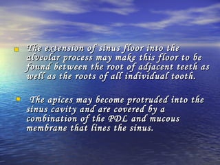 The extension of sinus floor into theThe extension of sinus floor into the
alveolar process may make this floor to bealveolar process may make this floor to be
found between the root of adjacent teeth asfound between the root of adjacent teeth as
well as the roots of all individual tooth.well as the roots of all individual tooth.
The apices may become protruded into theThe apices may become protruded into the
sinus cavity and are covered by asinus cavity and are covered by a
combination of the PDL and mucouscombination of the PDL and mucous
membrane that lines the sinus.membrane that lines the sinus.
 