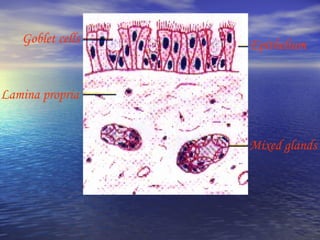 Goblet cells
Lamina propria
Epithelium
Mixed glands
 