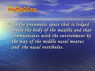 Is the pneumatic space that is lodgedIs the pneumatic space that is lodged
inside the body of the maxilla and thatinside the body of the maxilla and that
communicates with the environment bycommunicates with the environment by
the way of the middle nasal meatusthe way of the middle nasal meatus
and the nasal vestibules.and the nasal vestibules.
 