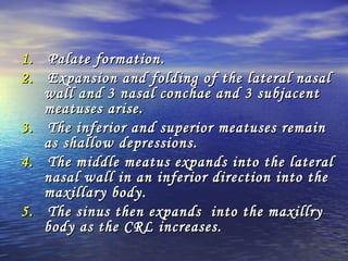 1.1. Palate formation.Palate formation.
2.2. Expansion and folding of the lateral nasalExpansion and folding of the lateral nasal
wall and 3 nasal conchae and 3 subjacentwall and 3 nasal conchae and 3 subjacent
meatuses arise.meatuses arise.
3.3. The inferior and superior meatuses remainThe inferior and superior meatuses remain
as shallow depressions.as shallow depressions.
4.4. The middle meatus expands into the lateralThe middle meatus expands into the lateral
nasal wall in an inferior direction into thenasal wall in an inferior direction into the
maxillary body.maxillary body.
5.5. The sinus then expands into the maxillryThe sinus then expands into the maxillry
body as the CRL increases.body as the CRL increases.
 