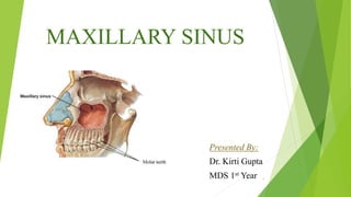MAXILLARY SINUS
Presented By:
Dr. Kirti Gupta
MDS 1st Year 1
 