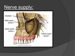 Nerve supply:
 