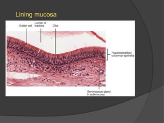 Lining mucosa
 