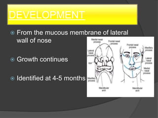 DEVELOPMENT
 From the mucous membrane of lateral
wall of nose
 Growth continues
 Identified at 4-5 months
 