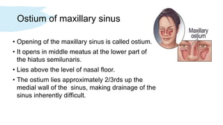 Ostium of maxillary sinus
• Opening of the maxillary sinus is called ostium.
• It opens in middle meatus at the lower part of
the hiatus semilunaris.
• Lies above the level of nasal floor.
• The ostium lies approximately 2/3rds up the
medial wall of the sinus, making drainage of the
sinus inherently difficult.
 