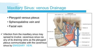 Maxillary Sinus: venous Drainage
• Pterygoid venous plexus
• Sphenopalatine vein and
• Facial vein
 Infection from the maxillary sinus may
spread to involve cavernous sinus via
any of its draining veins as the pterygoid
plexus communicates with the cavernous
sinus by EMISSARY VEIN.
 