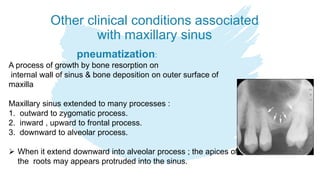 Other clinical conditions associated
with maxillary sinus
pneumatization:
A process of growth by bone resorption on
internal wall of sinus & bone deposition on outer surface of
maxilla
Maxillary sinus extended to many processes :
1. outward to zygomatic process.
2. inward , upward to frontal process.
3. downward to alveolar process.
 When it extend downward into alveolar process ; the apices of
the roots may appears protruded into the sinus.
 