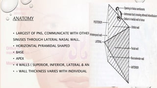 ANATOMY
• LARGEST OF PNS, COMMUNICATE WITH OTHER
SINUSES THROUGH LATERAL NASAL WALL.
• HORIZONTAL PYRAMIDAL SHAPED
• BASE
• APEX
• 4 WALLS ( SUPERIOR, INFERIOR, LATERAL & ANTERIOR)
• ◦ WALL THICKNESS VARIES WITH INDIVIDUAL
 