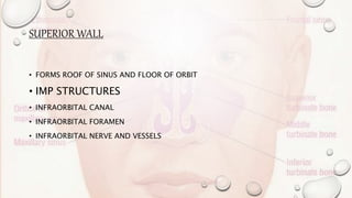 SUPERIOR WALL
• FORMS ROOF OF SINUS AND FLOOR OF ORBIT
• IMP STRUCTURES
• INFRAORBITAL CANAL
• INFRAORBITAL FORAMEN
• INFRAORBITAL NERVE AND VESSELS
 