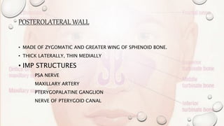 POSTEROLATERAL WALL
• MADE OF ZYGOMATIC AND GREATER WING OF SPHENOID BONE.
• THICK LATERALLY, THIN MEDIALLY
• IMP STRUCTURES
PSA NERVE
MAXILLARY ARTERY
PTERYGOPALATINE GANGLION
NERVE OF PTERYGOID CANAL
 