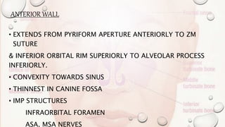 ANTERIOR WALL
• EXTENDS FROM PYRIFORM APERTURE ANTERIORLY TO ZM
SUTURE
& INFERIOR ORBITAL RIM SUPERIORLY TO ALVEOLAR PROCESS
INFERIORLY.
• CONVEXITY TOWARDS SINUS
• THINNEST IN CANINE FOSSA
• IMP STRUCTURES
INFRAORBITAL FORAMEN
ASA, MSA NERVES
 