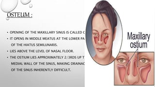 OSTEUM :
• OPENING OF THE MAXILLARY SINUS IS CALLED OSTEUM.
• IT OPENS IN MIDDLE MEATUS AT THE LOWER PART
OF THE HIATUS SEMILUNARIS.
• LIES ABOVE THE LEVEL OF NASAL FLOOR.
• THE OSTIUM LIES APPROXIMATELY 2/3RDS UP THE
MEDIAL WALL OF THE SINUS, MAKING DRAINAGE
OF THE SINUS INHERENTLY DIFFICULT.
 