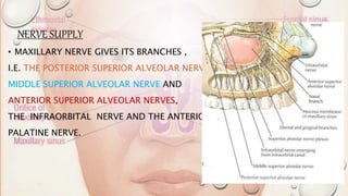 NERVE SUPPLY
• MAXILLARY NERVE GIVES ITS BRANCHES ,
I.E. THE POSTERIOR SUPERIOR ALVEOLAR NERVE,
MIDDLE SUPERIOR ALVEOLAR NERVE AND
ANTERIOR SUPERIOR ALVEOLAR NERVES,
THE INFRAORBITAL NERVE AND THE ANTERIOR
PALATINE NERVE.
 