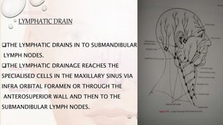 LYMPHATIC DRAIN
THE LYMPHATIC DRAINS IN TO SUBMANDIBULAR
LYMPH NODES.
THE LYMPHATIC DRAINAGE REACHES THE
SPECIALISED CELLS IN THE MAXILLARY SINUS VIA
INFRA ORBITAL FORAMEN OR THROUGH THE
ANTEROSUPERIOR WALL AND THEN TO THE
SUBMANDIBULAR LYMPH NODES.
 