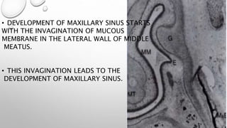 • DEVELOPMENT OF MAXILLARY SINUS STARTS
WITH THE INVAGINATION OF MUCOUS
MEMBRANE IN THE LATERAL WALL OF MIDDLE
MEATUS.
• THIS INVAGINATION LEADS TO THE
DEVELOPMENT OF MAXILLARY SINUS.
 