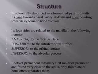  It is generally described as a four-sided pyramid with
its base towards nasal cavity medially and apex pointing
towards zygomatic bone laterally.
 Its four sides are related to the maxilla in the following
manner;
1. ANTERIOR; to the facial surface
2. POSTERIOR; to the infratemporal surface
3. SUPERIOR; to the orbital surface
4. INFERIOR; to the alveolar process
 Roots of permanent maxillary first molar or premolar
are found very close to the sinus, only thin plate of
bone often separates them.
 