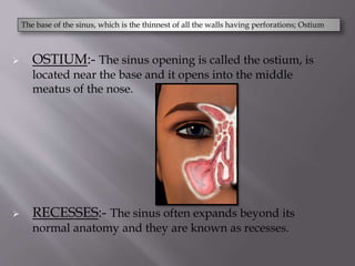  OSTIUM:- The sinus opening is called the ostium, is
located near the base and it opens into the middle
meatus of the nose.
 RECESSES:- The sinus often expands beyond its
normal anatomy and they are known as recesses.
The base of the sinus, which is the thinnest of all the walls having perforations; Ostium
 