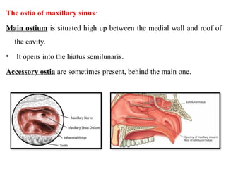 Comprehensive Overview of Maxillary Sinus Anatomy, Development, and ...