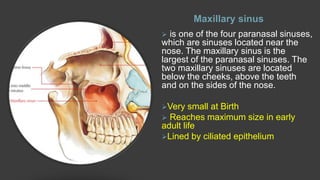 Maxillary sinus
 is one of the four paranasal sinuses,
which are sinuses located near the
nose. The maxillary sinus is the
largest of the paranasal sinuses. The
two maxillary sinuses are located
below the cheeks, above the teeth
and on the sides of the nose.
Very small at Birth
 Reaches maximum size in early
adult life
Lined by ciliated epithelium
 