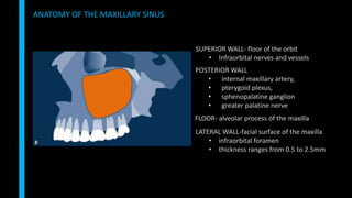 ANATOMY OF THE MAXILLARY SINUS
SUPERIOR WALL- floor of the orbit
• Infraorbital nerves and vessels
POSTERIOR WALL
• internal maxillary artery,
• pterygoid plexus,
• sphenopalatine ganglion
• greater palatine nerve
FLOOR- alveolar process of the maxilla
LATERAL WALL-facial surface of the maxilla
• infraorbital foramen
• thickness ranges from 0.5 to 2.5mm
 