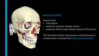 VASCULAR SUPPLY
Anastomosis
• Infraorbital
• posterior superior alveolar artery.
• posterior lateral nasal (medial aspect of the sinus).
The formation of the intraosseous and extraosseous
anastomoses is termed the double arterial arcade.
 