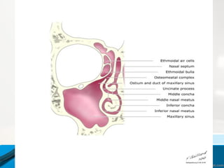 01/19/16 Depertment of E.N.T 13
 