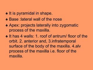 ♠ It is pyramidal in shape.
♠ Base :lateral wall of the nose
♠ Apex: projects laterally into zygomatic
process of the maxilla.
♠ It has 4 walls: 1. roof of antrum/ floor of the
orbit. 2. anterior and, 3.infratemporal
surface of the body of the maxilla. 4.alv
process of the maxilla i.e. floor of the
maxilla.
 