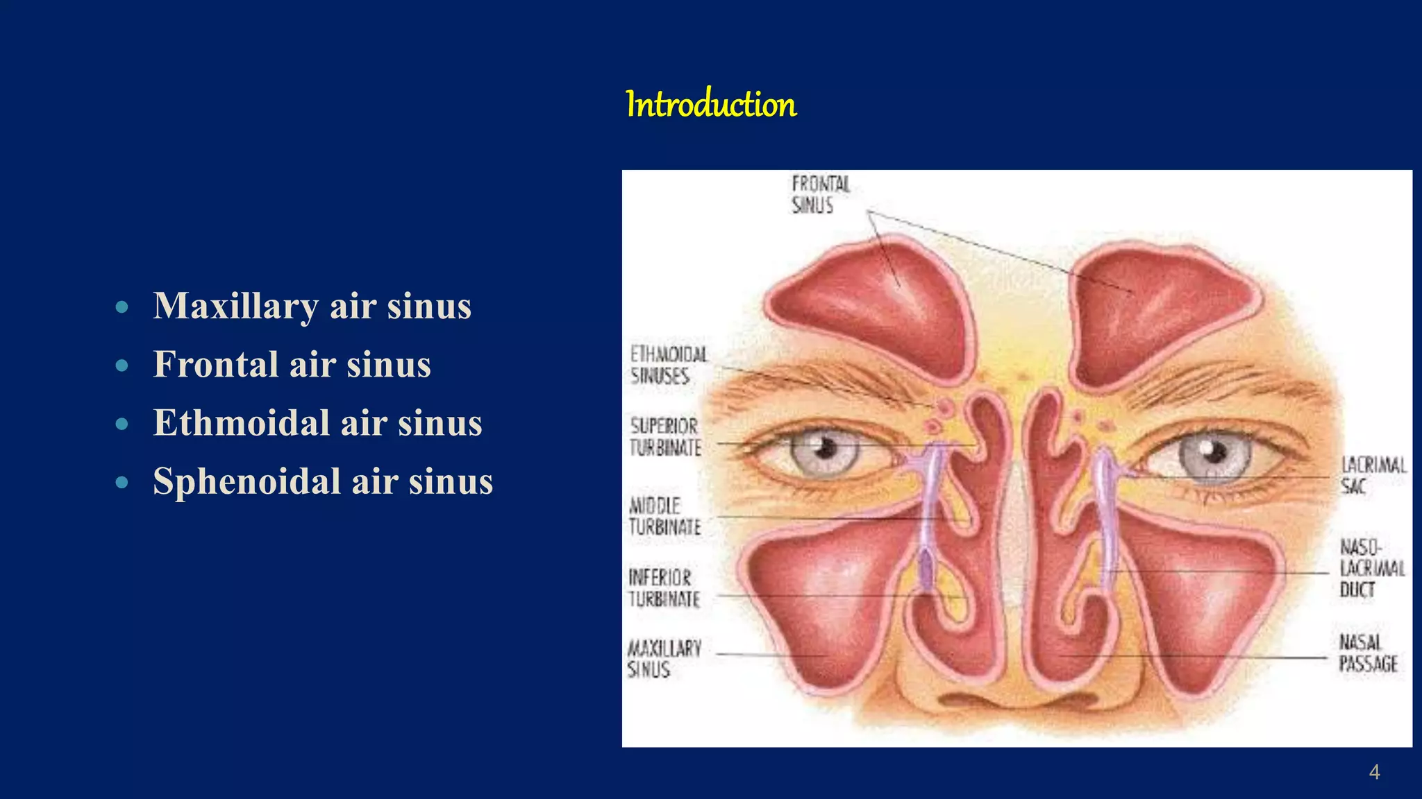 Maxillary Sinus Anatomy Histology pptx