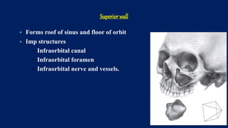 Superior wall
 Forms roof of sinus and floor of orbit
 Imp structures
 Infraorbital canal
 Infraorbital foramen
 Infraorbital nerve and vessels.
 