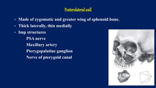 Posterolateral wall
 Made of zygomatic and greater wing of sphenoid bone.
 Thick laterally, thin medially
 Imp structures
 PSA nerve
 Maxillary artery
 Pterygopalatine ganglion
 Nerve of pterygoid canal
 
