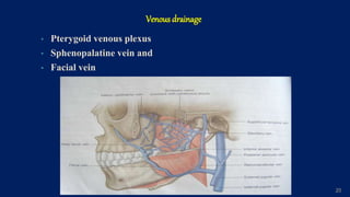 Venous drainage
• Pterygoid venous plexus
• Sphenopalatine vein and
• Facial vein
20
 