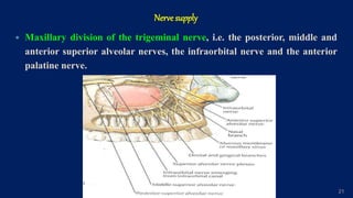 Nerve supply
 Maxillary division of the trigeminal nerve, i.e. the posterior, middle and
anterior superior alveolar nerves, the infraorbital nerve and the anterior
palatine nerve.
21
 