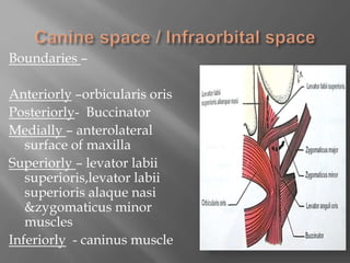 Boundaries –
Anteriorly –orbicularis oris
Posteriorly- Buccinator
Medially – anterolateral
surface of maxilla
Superiorly – levator labii
superioris,levator labii
superioris alaque nasi
&zygomaticus minor
muscles
Inferiorly - caninus muscle
 