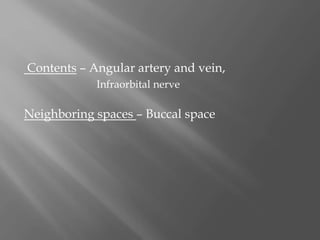 Contents – Angular artery and vein,
Infraorbital nerve
Neighboring spaces – Buccal space
 