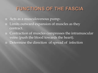  Acts as a musculovenous pump-
 Limits outward expansion of muscles as they
contract.
 Contraction of muscles compresses the intramuscular
veins (push the blood towards the heart).
 Determine the direction of spread of infection
 