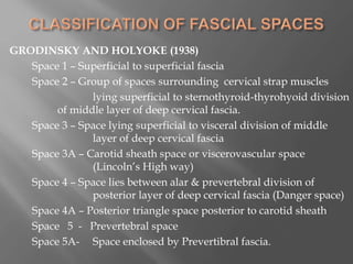 GRODINSKY AND HOLYOKE (1938)
Space 1 – Superficial to superficial fascia
Space 2 – Group of spaces surrounding cervical strap muscles
lying superficial to sternothyroid-thyrohyoid division
of middle layer of deep cervical fascia.
Space 3 – Space lying superficial to visceral division of middle
layer of deep cervical fascia
Space 3A – Carotid sheath space or viscerovascular space
(Lincoln’s High way)
Space 4 – Space lies between alar & prevertebral division of
posterior layer of deep cervical fascia (Danger space)
Space 4A – Posterior triangle space posterior to carotid sheath
Space 5 - Prevertebral space
Space 5A- Space enclosed by Prevertibral fascia.
 