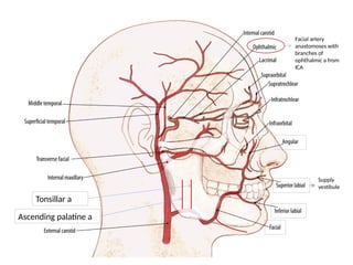 Tonsillar a
Ascending palatine a
Supply
vestibule
Facial artery
anastomoses with
branches of
ophthalmic a from
ICA
 