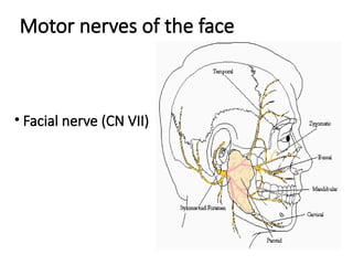 • Facial nerve (CN VII)
Motor nerves of the face
 
