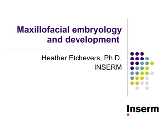 Maxillofacial embryology and development  Heather Etchevers, Ph.D. INSERM 
