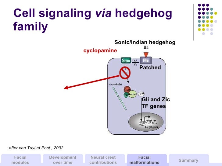 Maxillofacial Embryology And Development