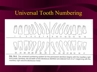 Universal Tooth Numbering
 