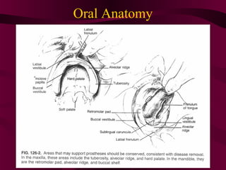 Oral Anatomy
 