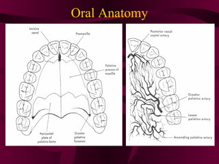 Oral Anatomy
 