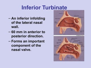 Infloding Maxillofacial Anatomy anatomy of head and neck.ppt