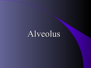 Alveolus
 