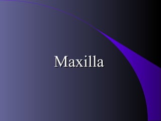 Maxilla
 