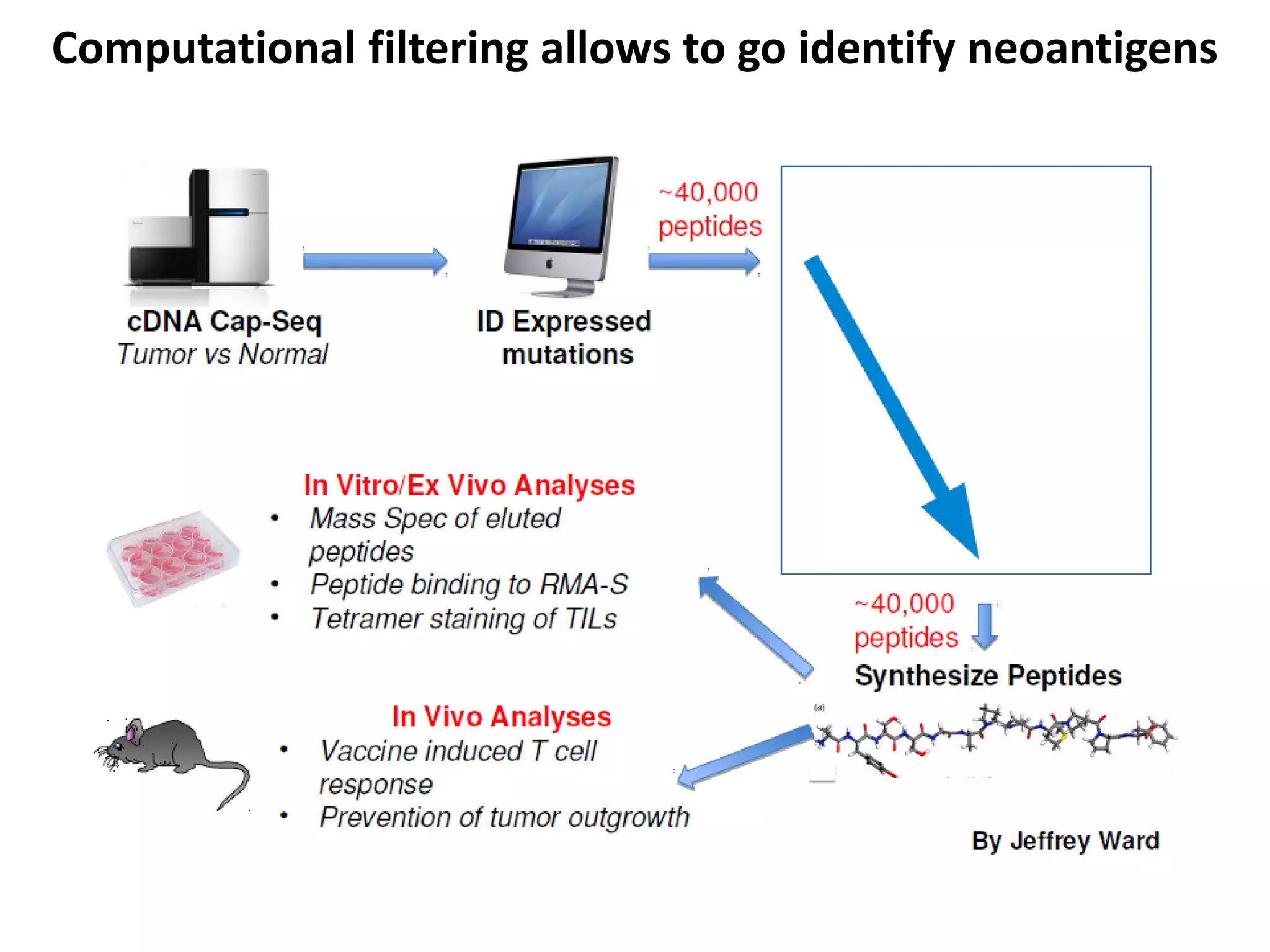 Computational filtering allows to go identify neoantigens
 