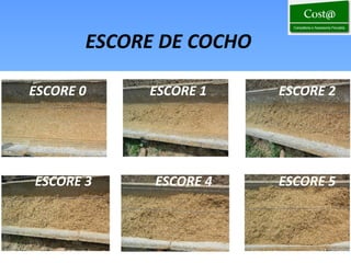 ESCORE DE COCHO

ESCORE 0    ESCORE 1     ESCORE 2




ESCORE 3     ESCORE 4    ESCORE 5



                               12
 
