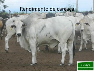Rendimento de carcaça




                        19
 